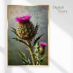 an image of a thistle plant with the words digital story on it's side