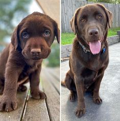 two pictures of a brown dog sitting on top of a wooden deck next to each other