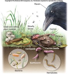 the life cycle of a mouse and other animals in an area that is covered with grass