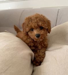 a small brown dog sitting on top of a white couch