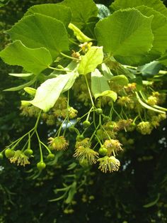 some green leaves and flowers on a tree