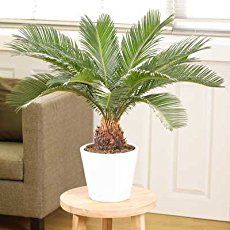 a potted plant sitting on top of a wooden table