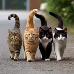 four cats are walking down the street together