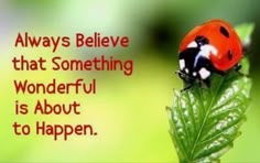 a ladybug sitting on top of a green leaf with the words, always believe that something wonderful is about to happen