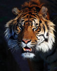 a close up of a tiger's face with it's mouth open