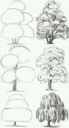 four different types of trees are shown in this drawing lesson for beginners to learn how to