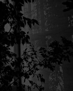 black and white photograph of leaves in front of a building with light coming through the window