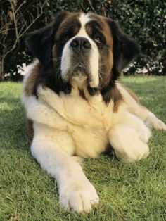 a large brown and white dog laying in the grass