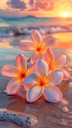 some flowers are laying on the sand by the water at sunset or sunrise, and there is also a starfish in the foreground