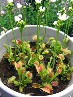 a potted plant with pink and white flowers in the ground next to some grass