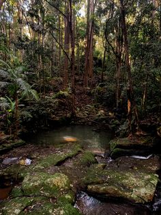 a stream running through a forest filled with lots of green mossy rocks and trees