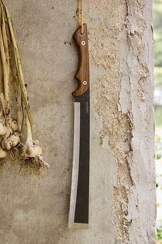 a knife hanging on the side of a wall next to some garlic and ginger stalks