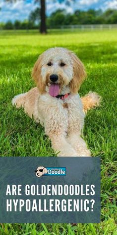 a dog laying in the grass with its tongue out and text that reads are goldendoodles hypoallergenic?