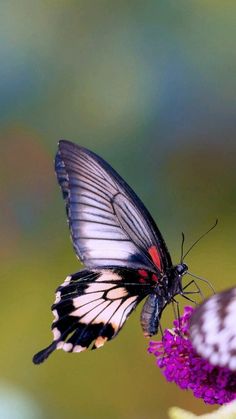 a black and white butterfly sitting on top of a purple flower