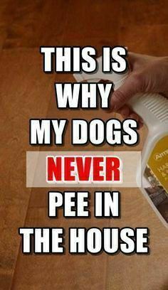 this is why my dogs never pee in the house