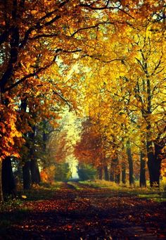 an autumn scene with trees and leaves on the ground