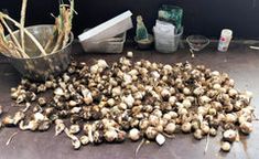 a bunch of garlic sitting on the ground next to a bucket and some other items