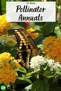 a butterfly sitting on top of yellow and white flowers with text overlay that reads 15 best pollillator animals