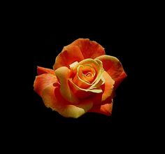 an orange and yellow rose on a black background with space for the word love written below it