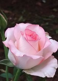 a pink rose with water droplets on it