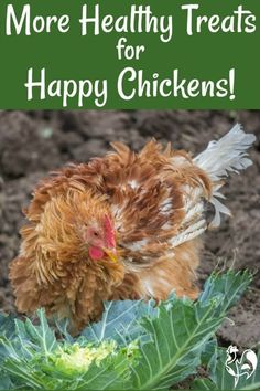 a chicken standing in the dirt next to some lettuce with text overlay reading more healthy treats for happy chickens