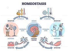 the stages of homeostasis in humans and their environment, including heat, water, air