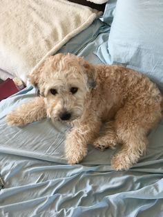 a brown dog laying on top of a bed