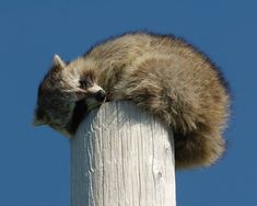 a raccoon sitting on top of a wooden pole with its head resting on the post