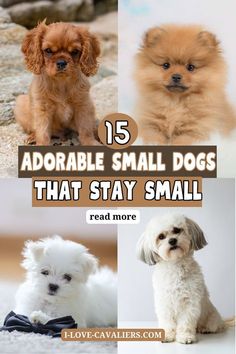 four adorable small dogs that stay small for the first time in their life are featured here