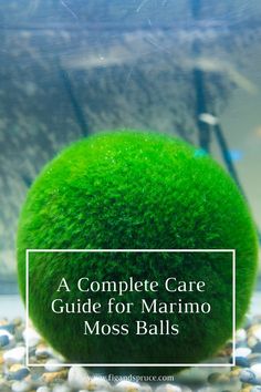 a complete care guide for mamma moss balls in an aquarium with text overlay