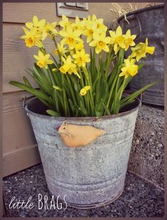 yellow daffodils are growing in an old bucket