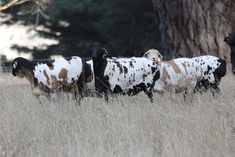 a herd of cattle walking across a dry grass field