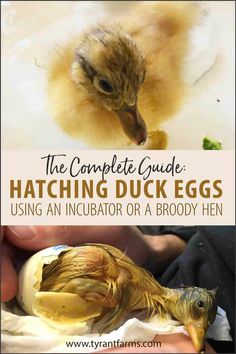 Raising Ducklings, Hatching Duck Eggs, Duck Hatching, Preparedness Ideas, Duck Pens, Duck Stuff, Homestead Animals, Homesteading Animals, Backyard Ducks