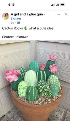 a potted cactus with pink flowers in it