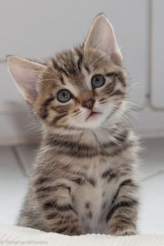 a small kitten is sitting on the floor