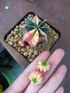 a hand holding a small potted plant in it's left palm, with tiny flowers on the top