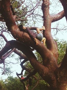 two people climbing up the side of a large tree