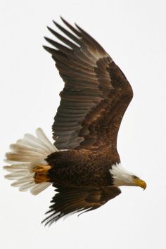 an eagle flying in the sky with its wings spread