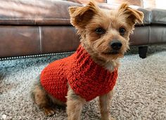 a small brown dog wearing a red sweater sitting on the floor next to a couch