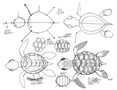 an image of a turtle and other animals on a white background, with the diagram below it