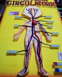 tomado de:https://www.facebook.com/Creacionesarnao07/photos/pcb.404701940122152/404701910122155/?type=3&theater Circulatory System Projects, Excretory System, Biology Projects, Craft Work For Kids, Homeschool Projects, Art Assignments