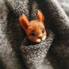 a small orange kitten peeking out from behind a blanket