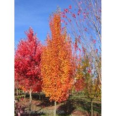 several trees with red and yellow leaves on them