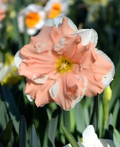 an orange and white flower in the middle of some flowers