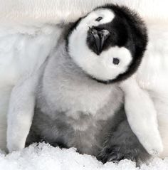 a penguin is sitting in the snow with it's head on its back and eyes closed