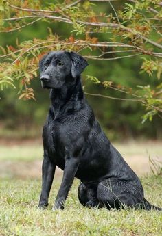 a black dog sitting in the grass under a tree with its head turned to the side