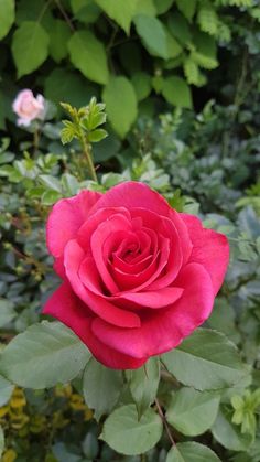 a red rose with green leaves in the background