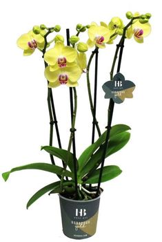 yellow orchids in a black pot with green leaves and numbers on the stems, set against a white background