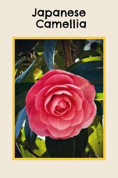 a pink flower with the words japanese camellia