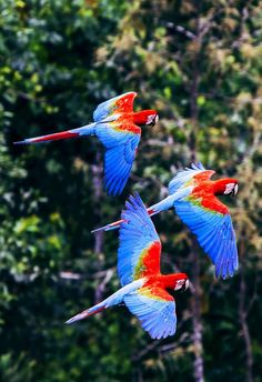 three colorful parrots are flying in the air near trees and bushes, with one bird looking up at the camera